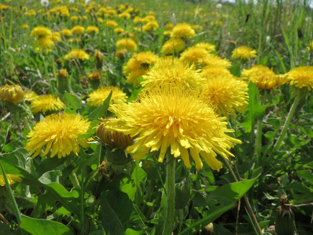 Mad About Dandelions!