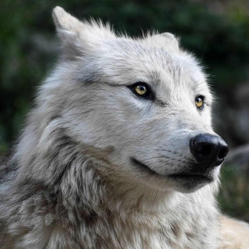 Verboten: Asymmetric Warfare