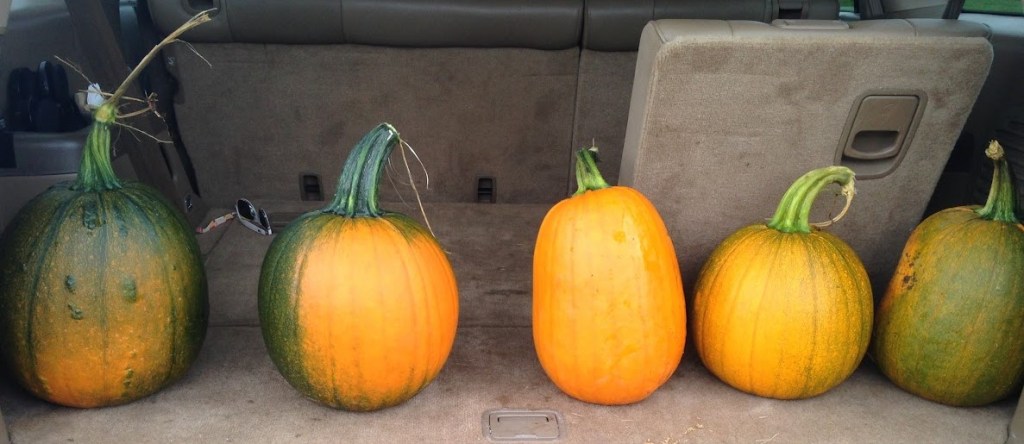 It’s Pumpkin Time!