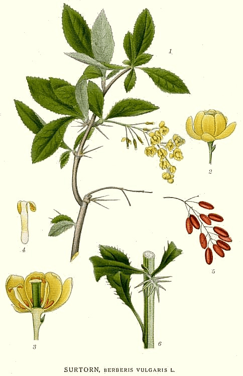 Mad About Berberine!