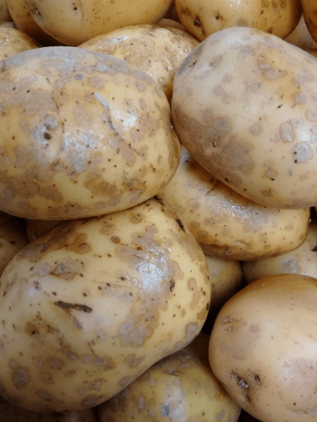 Indeterminate Potatoes vs. Determinate&nbsp;Potatoes